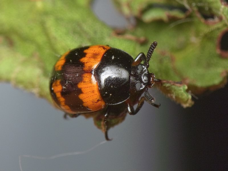 Diaperis boleti (Linnaeus, 1758)
